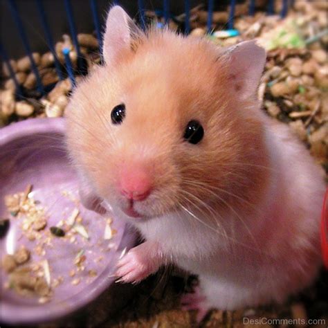 hamster desi